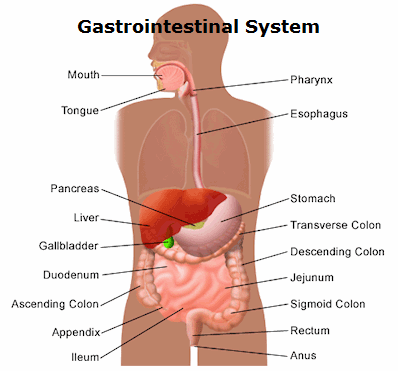 digestive_sytem