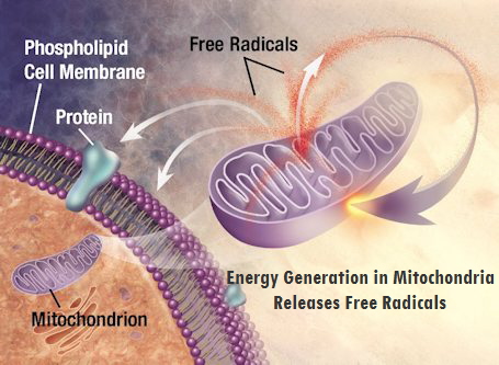 mitochondria_free_radicals_454