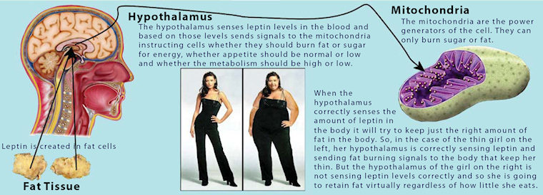 hypothalamusandleptin