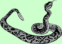 rattlesnake2