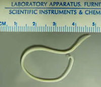 roundworm_ruler