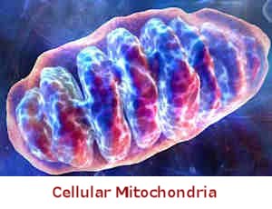 cellular_mitochondria