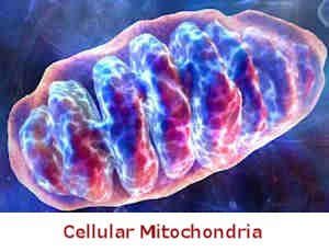 cellular oxygenation