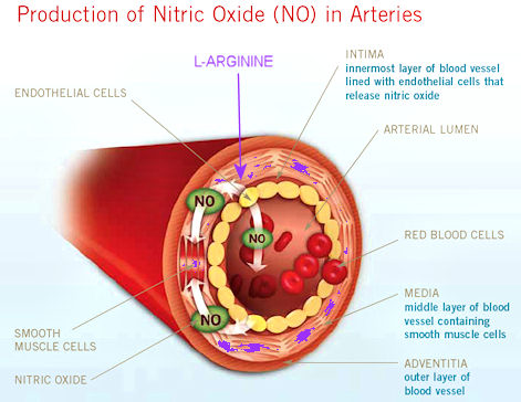 production_of_nitric_oxide_molecules